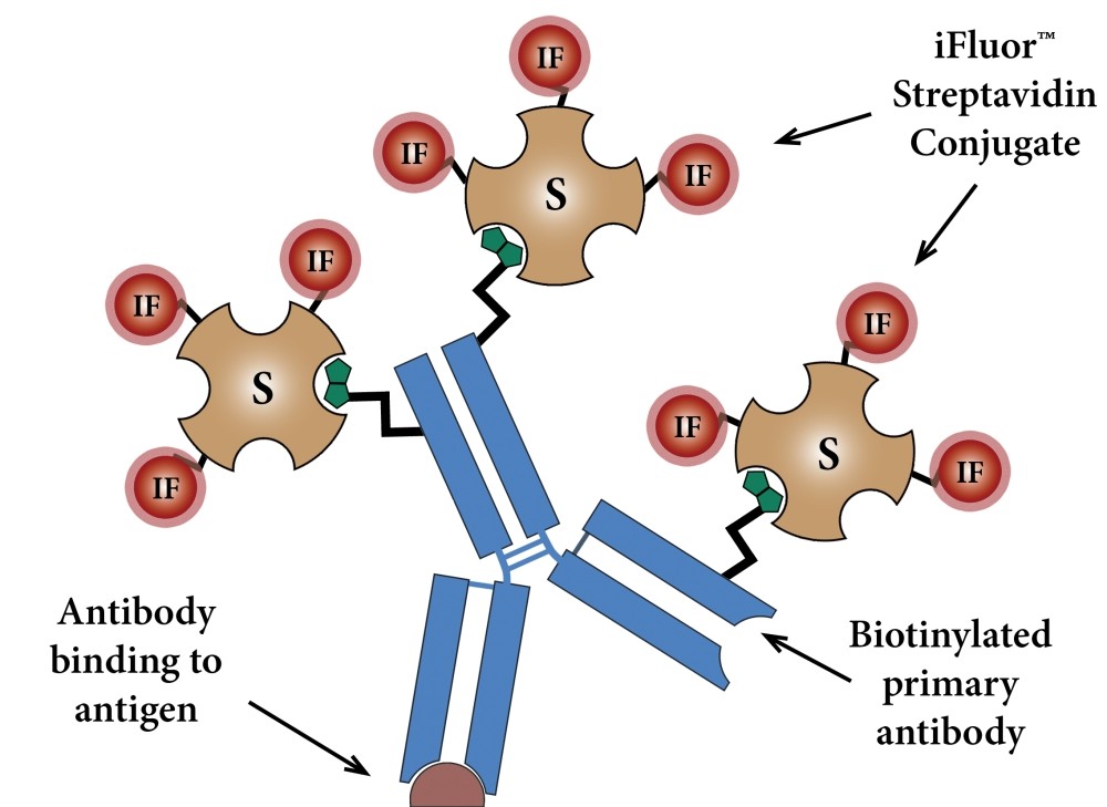 iFluor™ 790-streptavidin conjugate