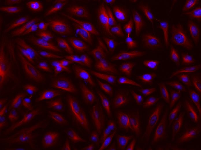 iFluor™ 680-streptavidin conjugate