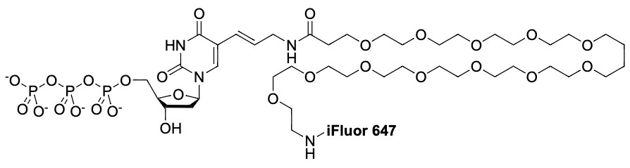 iFluor 647-PEG12-dUTP *1 mM Tris 缓冲液 (pH 7.5)*