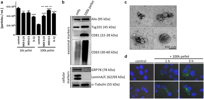 DAPI [4,6-Diamidino-2-phenylindole, dihydrochloride] *CAS 28718-