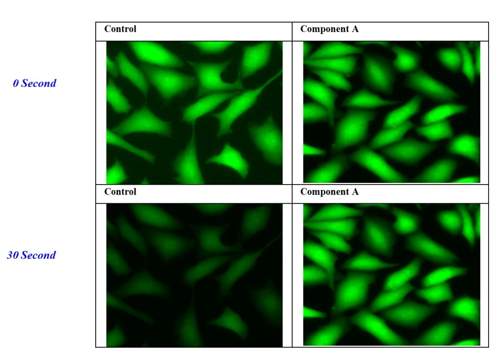 FluoroQuest™ Anti-fading Kit II *Optimized for Plate Imaging*