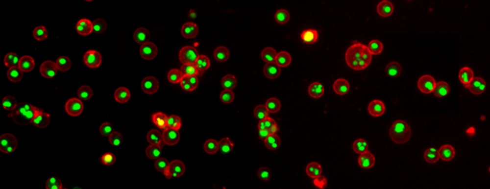 Annexin V-iFluor™ 555 conjugate