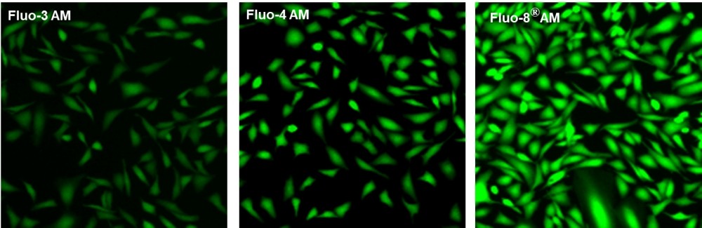 Fluo-8H™, AM