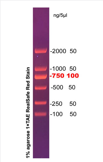 D2000 DNA ladder (100-2000bp)