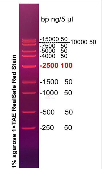 D15000 plus DNA ladder (250-15000bp)