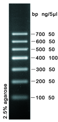 DNA Marker I plus (100-700bp)