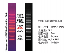 D2000 plus II DNA ladder (100-5000bp)