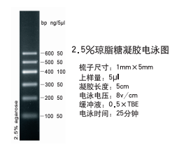 DNA Marker I (100-600bp)