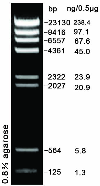 λ DNA/Hind III (125-23130bp)