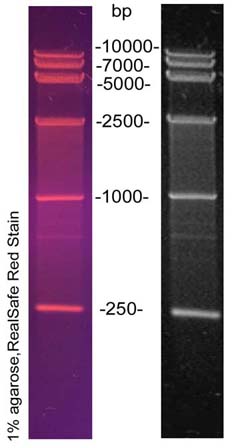 DNA Marker VI (250-10000bp)