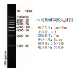 1kb DNA ladder (1000-10000bp)
