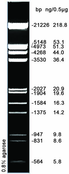 λ DNA/Hind III+EcoR I (564-21226bp)