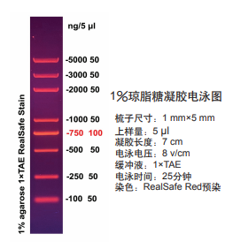 D2000 plus DNA ladder (100-5000bp)