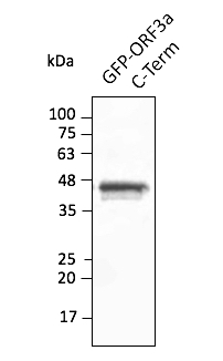 Anti-ORF3a (SARS-CoV-2) Antibody