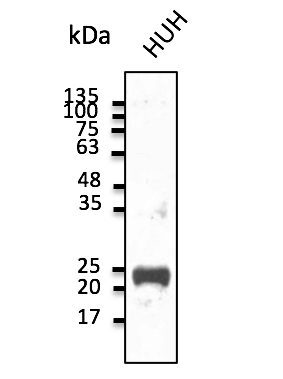 Anti-BCL2 Antibody