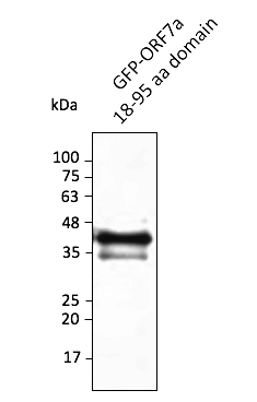 Anti-ORF7a (SARS-CoV-2) Antibody