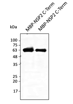 Anti-NSP2 (SARS-CoV-2) Antibody