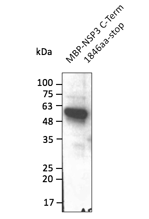Anti-NSP3 (SARS-CoV-2) Antibody