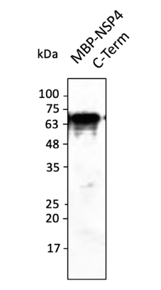 Anti-NSP4 (SARS-CoV-2) Antibody
