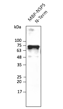 Anti-NSP5 (SARS-CoV-2) Antibody