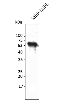Anti-NSP8 (SARS-CoV-2) Antibody