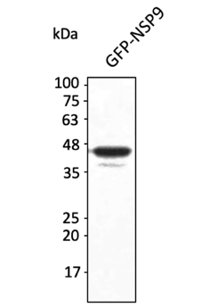 Anti-NSP9 (SARS-CoV-2) Antibody
