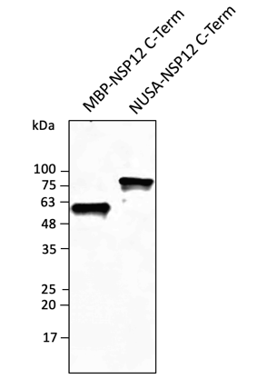 Anti-NSP12 (SARS-CoV-2) Antibody