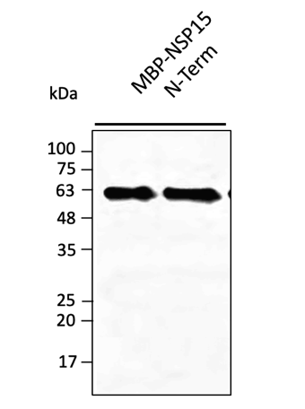 Anti-NSP15 (SARS-CoV-2) Antibody