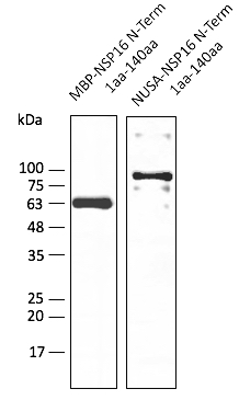 Anti-NSP16 (SARS-CoV-2) Antibody