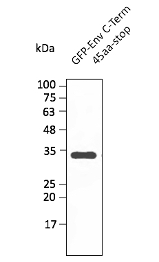 Anti-Envelope Protein (SARS-CoV-2) Antibody