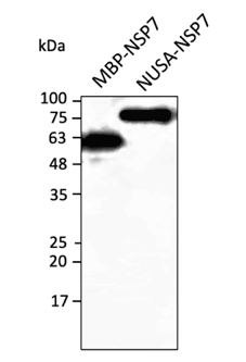 Anti-NSP7 (SARS-CoV-2) Antibody