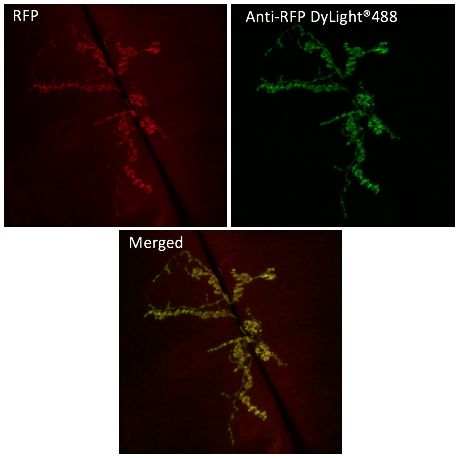 Anti-RFP Antibody, DyLight®488