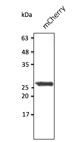 Anti-mCherry Antibody