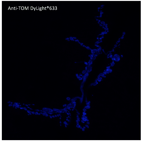 Anti-tdTomato Antibody, DyLight®633