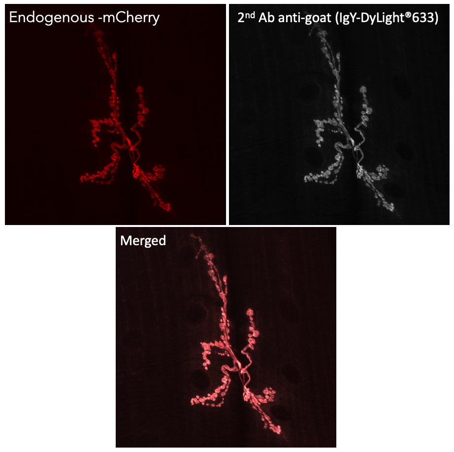 Anti-Goat IgG, DyLight®633