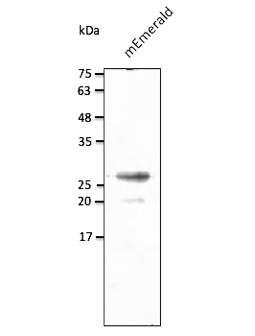 Anti-mEmerald Antibody