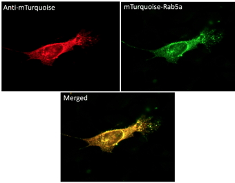 Anti-mTurquoise Antibody