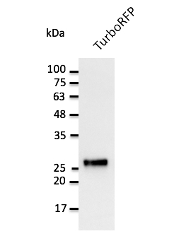 Anti-TurboRFP Antibody