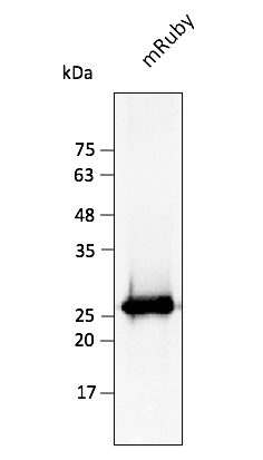 Anti-mRuby Antibody