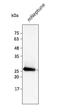 Anti-mNeptune Antibody