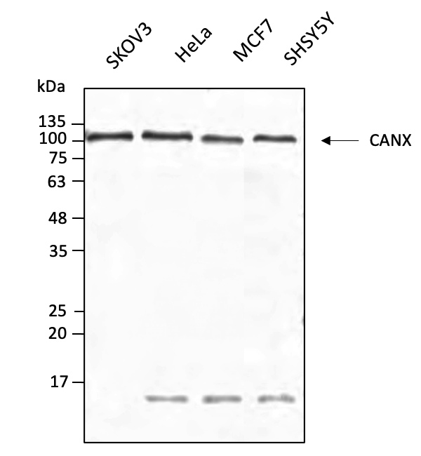 Anti-CANX Antibody, DyLight®633