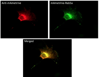 Anti-mAmetrine Antibody