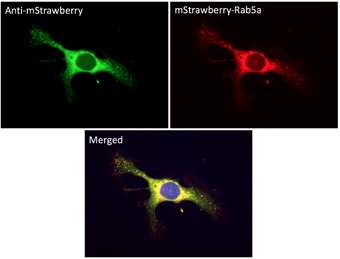 Anti-mStrawberry Antibody