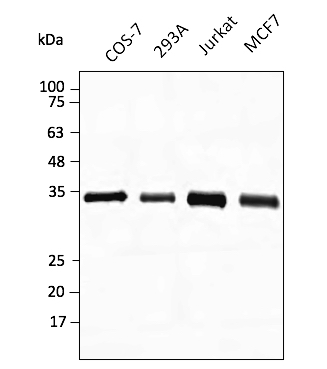 Anti-GAPDH Antibody, DyLight® 488