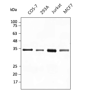 Anti-GAPDH Antibody, DyLight® 405