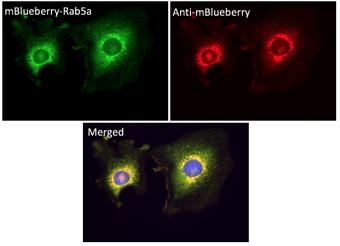 Anti-mBlueberry Antibody