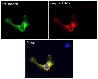 Anti-mApple Antibody