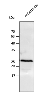 Anti-mCarmine Antibody