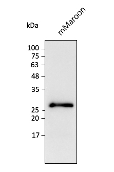 Anti-mMaroon Antibody