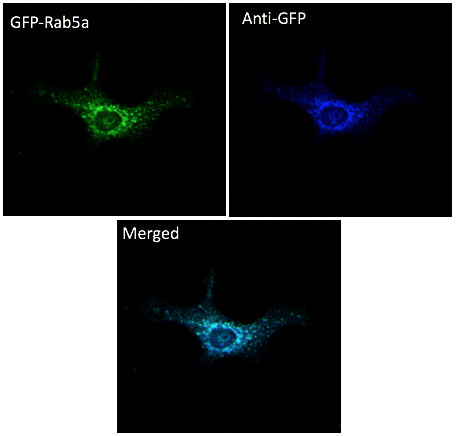 Anti-GFP Antibody, DyLight®405